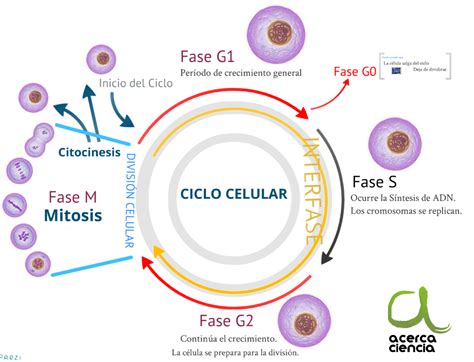 ciclo celular y sus fases