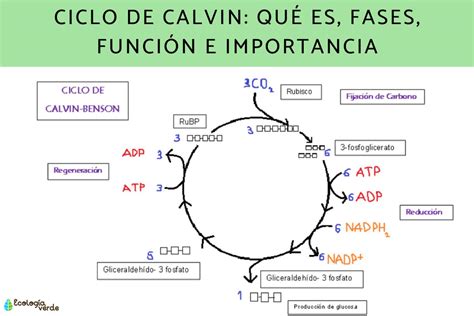 ciclo de calvin completo
