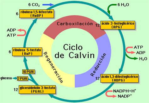 ciclo de calvin definicion