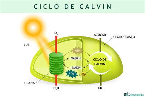 ciclo de calvin donde ocurre
