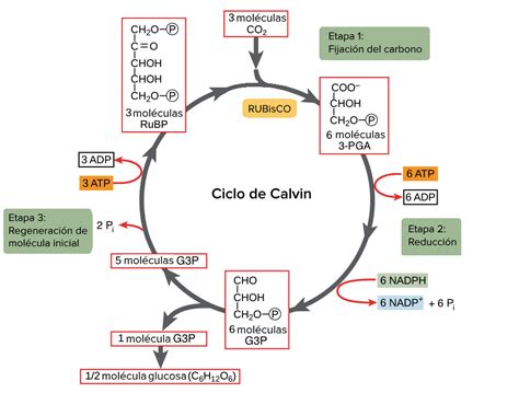 ciclo de calvin esquema