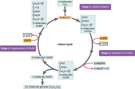 ciclo de calvin pdf