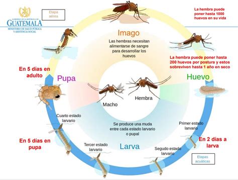 ciclo de vida del mosquito dengue
