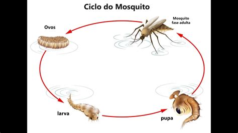 ciclo de vida do mosquito da dengue