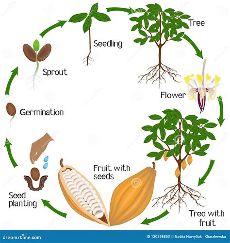 ciclo del cultivo de cacao