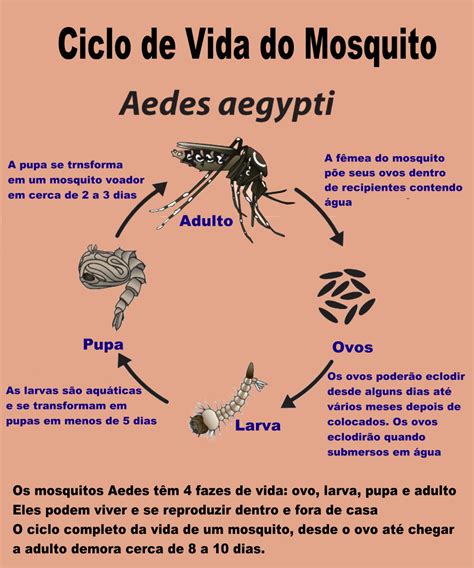 ciclo do mosquito da dengue