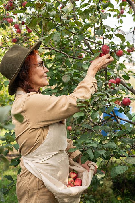 cider orchard