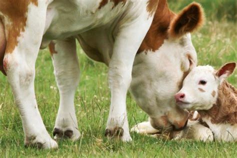 Ciders In Cattle