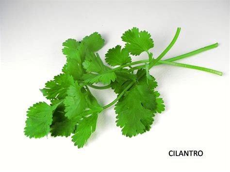 Cilantro Flavor Description