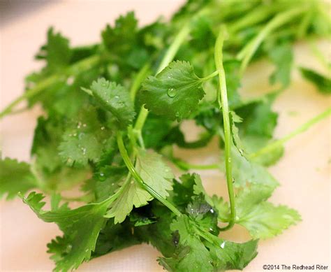 Cilantro For Ibs
