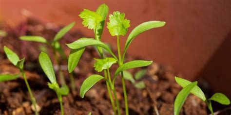Cilantro Growing Different Leaves