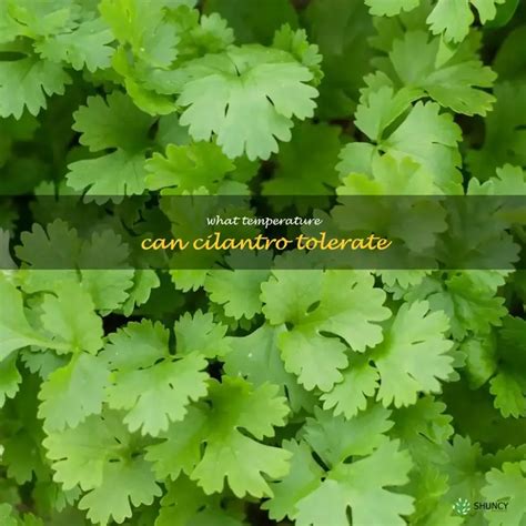 Cilantro Growing Temperature