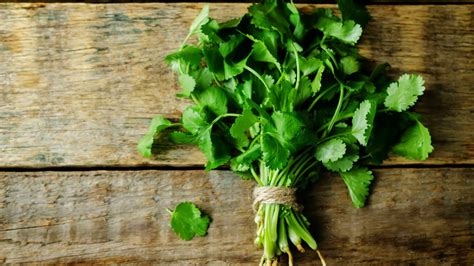 Cilantro Harvesting Machine