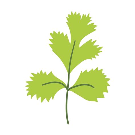 Cilantro Leaf Design
