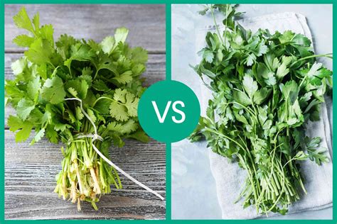 Cilantro Or Coriander Difference