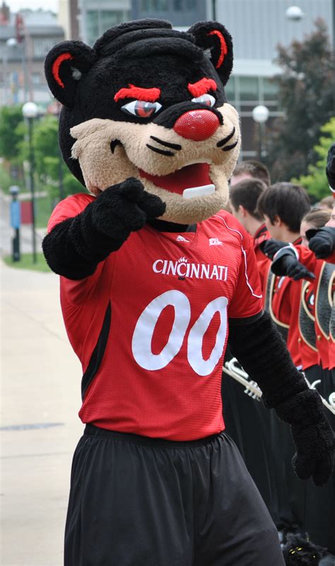 cincinnati bearcats mascot name