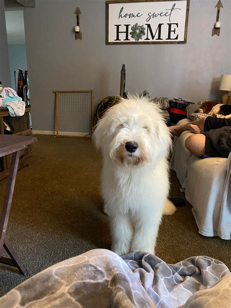 cincinnati craigslist pets