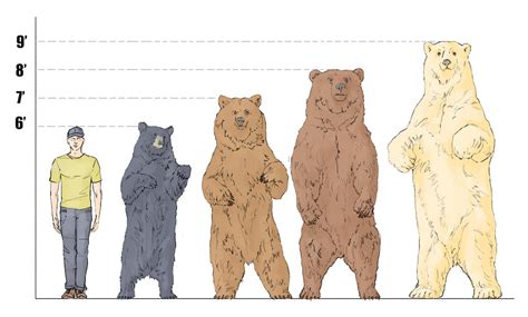 Cinnamon Bear Height