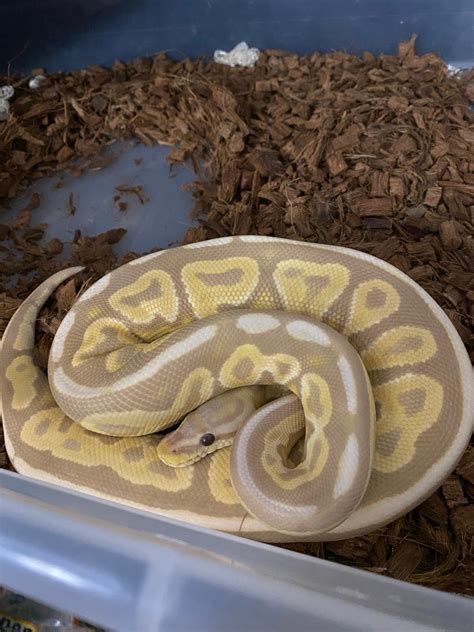 Cinnamon Candy Ball Python