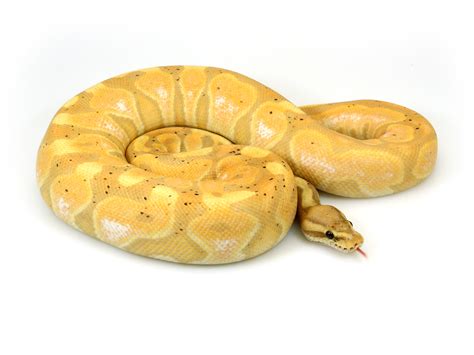 Cinnamon Enchi Banana Ball Python