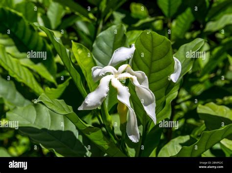 Cinnamon Gardenia Tree