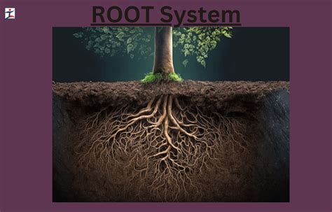 Cinnamon Tree Root System