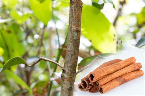 Cinnamon Tree Where Grow