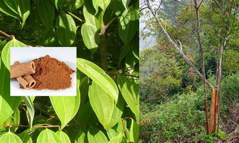 Cinnamon Tree Wiki