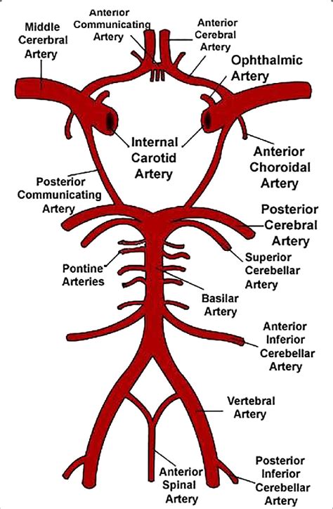 circle of willis anatomy