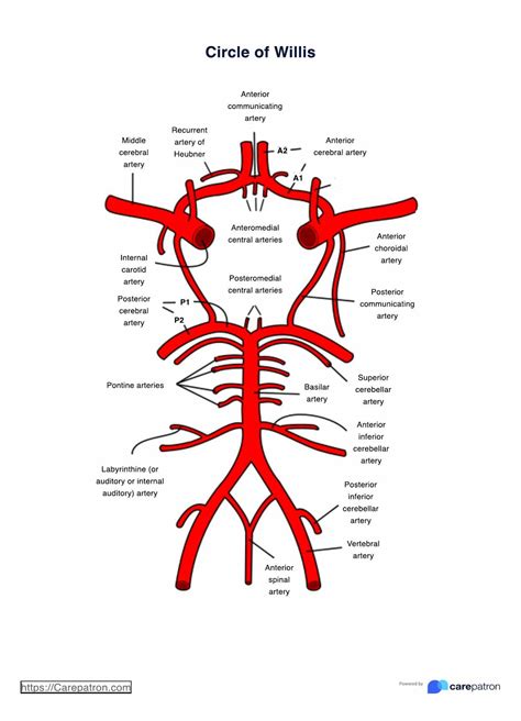 Circle Of Willis Printable