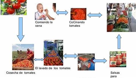 Etapas de producción de tomate. Tomate, cosecha, transporte, separación