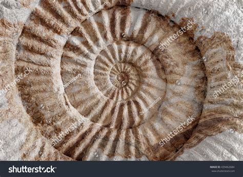 Circular Pattern In Nature