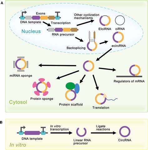 circular rna biosynthesis in vitro