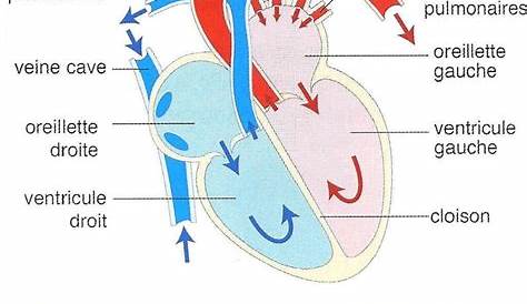 3. Représentation de la circulation du sang dans le