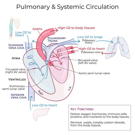 Circulation Pumps Blood