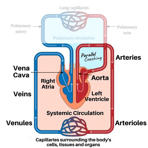 circulation routes in the circulatory system and road-and-highway systems