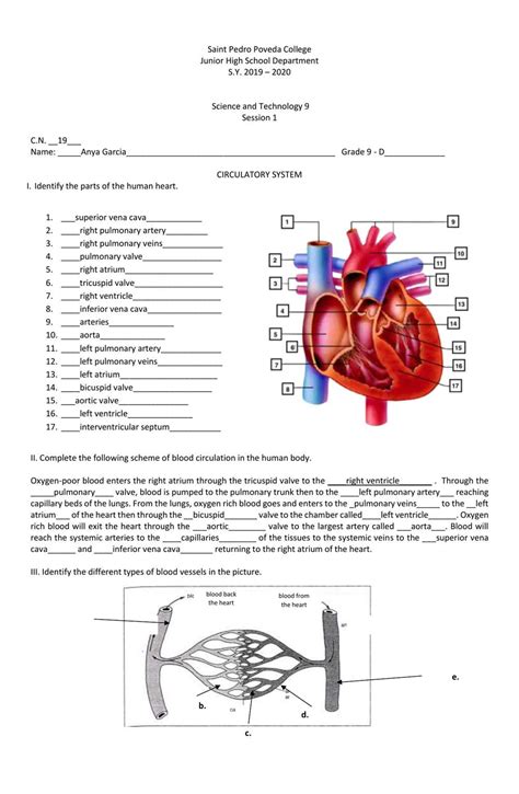 Circulatory System 11 Answer Key
