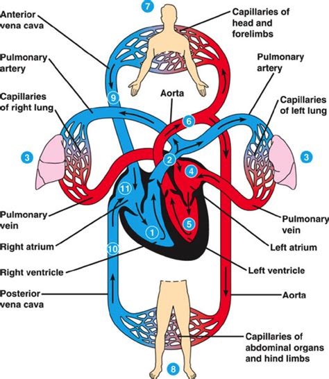 circulatory system drawing