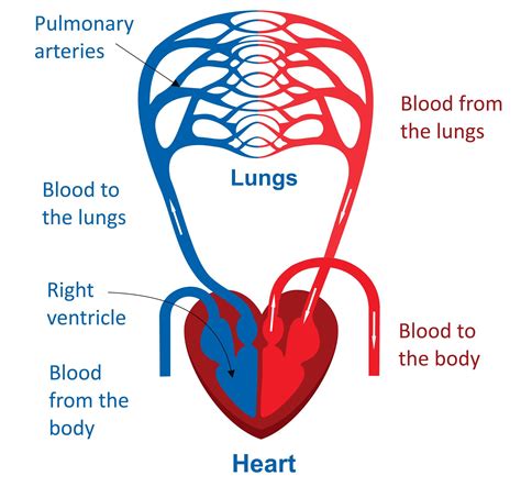 Circulatory System Structure