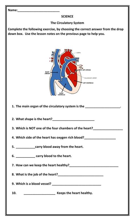 circulatory system worksheet pdf