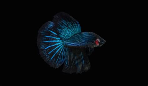 Ikan Cupang Avatar Jenis, Ciriciri, Cara Merawat Hingga