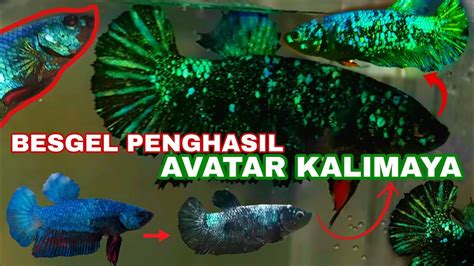 38+ Gambar Ikan Cupang Avatar Kalimaya PNG