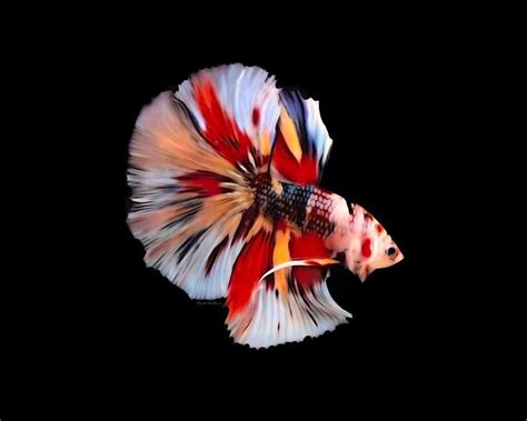 Cupang Galaxy Nemo Multi (Betta Fish) High Quality by