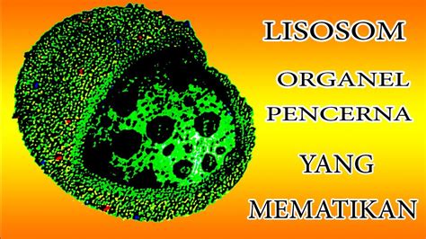 Fungsi Lisosom Pada Sel Hewan Dan Struktur Lisosom [Jawaban]