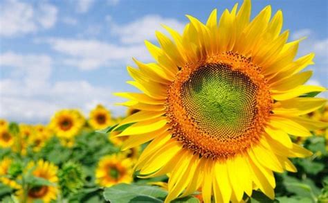 Ciri Khusus Bunga Matahari Dan Fungsinya Gudang Materi Online