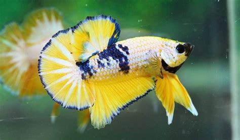 √ 13 Jenis Ikan Cupang Cantik Untuk Aquarium Anda, Bagus Banget!!