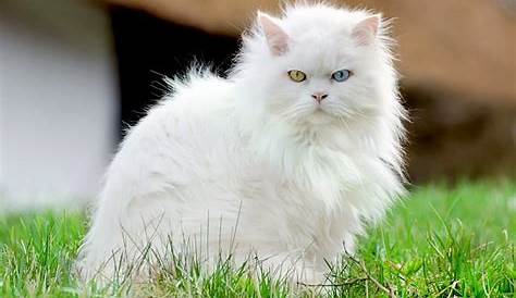 Jenis Kucing Anggora – Saget Sae