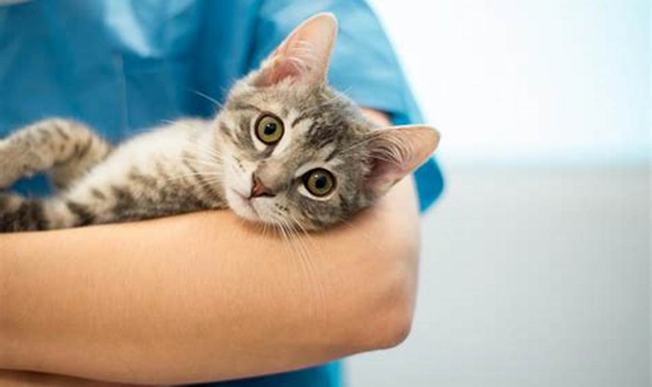 Ciri-ciri Kucing Keracunan: Kenali dan Tindak Cepat!