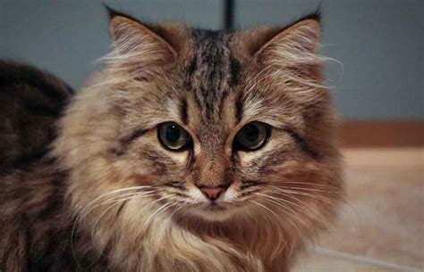 Ciri-ciri Unik Kucing Maine Coon Mix Persia yang Menggemaskan