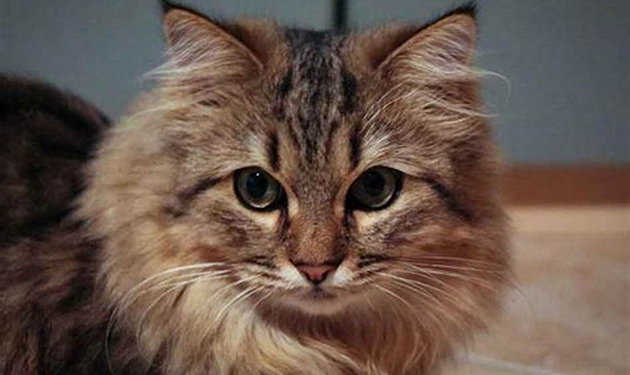 Ciri-ciri Unik Kucing Maine Coon Mix Persia yang Menggemaskan